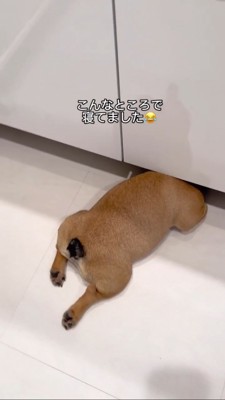 頭を洗面台の下に隠して寝る犬4