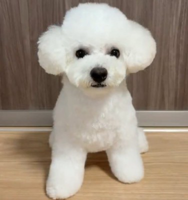 ビフォーアフター