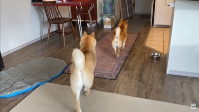 ナラちゃん&ソラくんの熱烈歓迎3