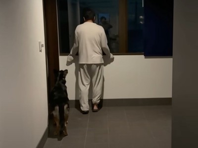 外を見る人と犬