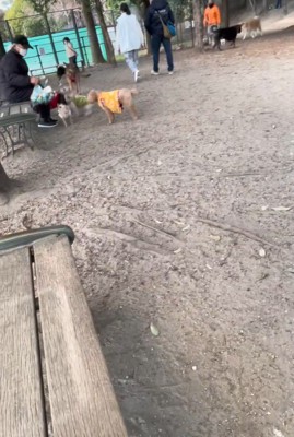 サフランちゃんの予想外の行動5