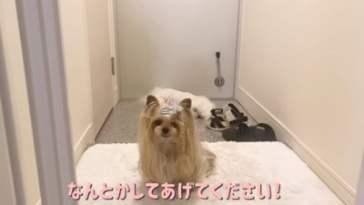 優しい桃ちゃん