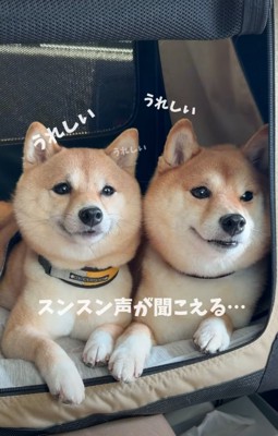 鼻から音が漏れ出る柴犬