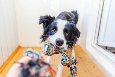 飼い主と引っ張りっこ遊びをする犬