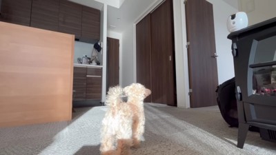 「帰ってきた！！」