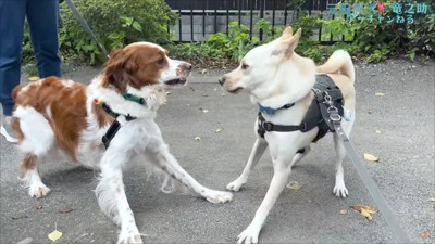 犬友達もできたよ♪