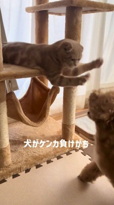 キャットタワーの上から犬をパンチする猫