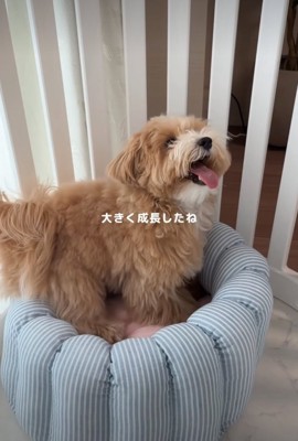 笑顔の子犬