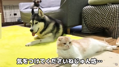 はっちゃん一安心