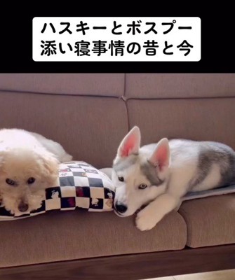 ソファでくつろぐハスキー犬とトイプードル