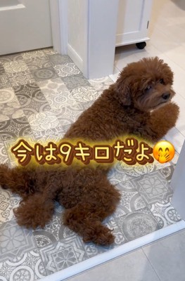 9キロのデカワンコに♡