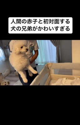 赤ちゃんと初対面するむう君＆める君8