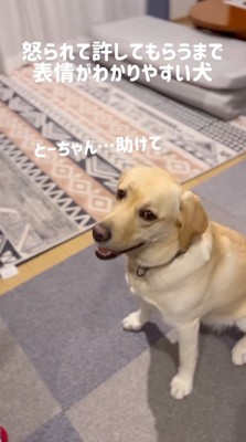 カメラを回している男性に視線を送る犬