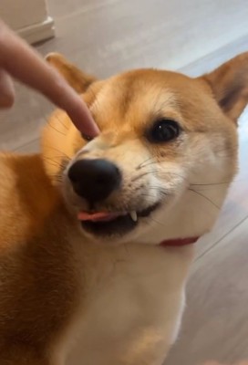 指を近づけるママ