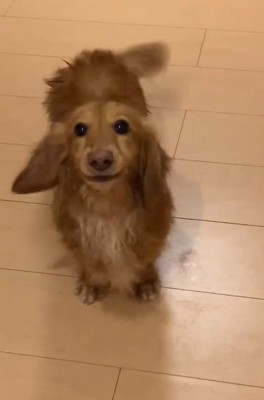 大きく吠えるしまちゃん