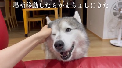 頭を撫でられる犬