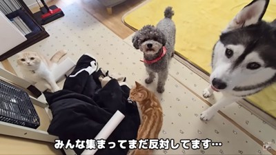 こたつ布団を囲んで反対する4匹