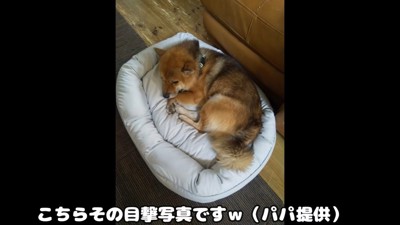 新しいベッドを買ってもらったおにぎりくん7