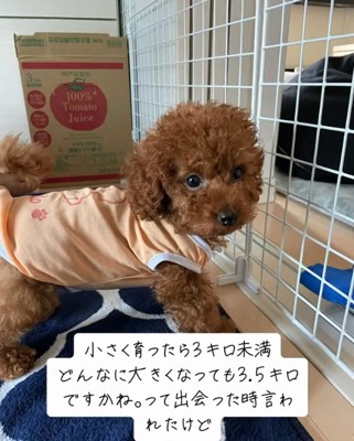 子犬のまつくん