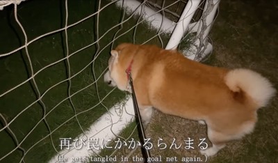 再びネットに突進する柴犬
