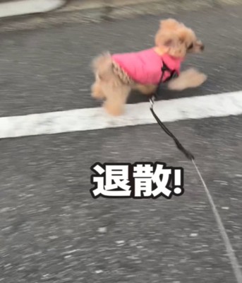 退散する犬