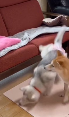 アシㇼちゃんの成長前と成長後2