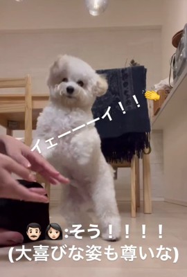 正面を見ている白い犬