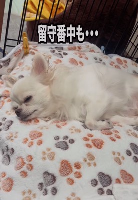 留守番中に熟睡