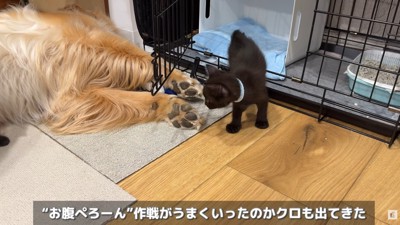 警戒中のクロちゃんは…