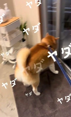 渾身の地団駄！！