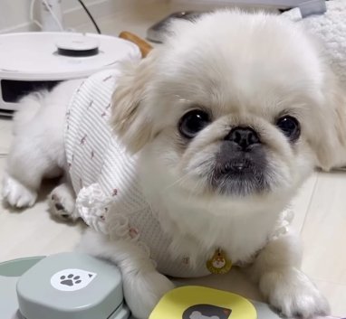 伏せるペキニーズ