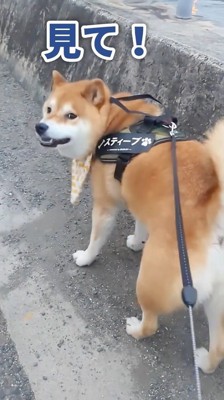 カニに興味津々のスティーブさん7