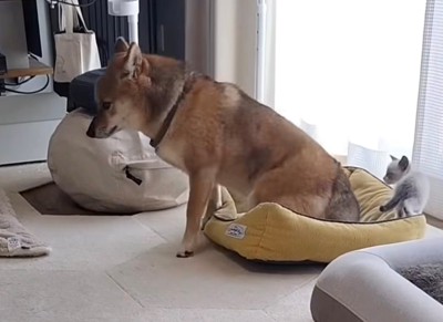 そっと立ち上がる犬