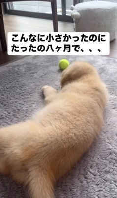 ビビちゃんの成長4
