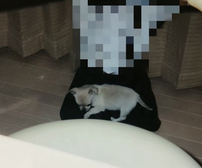 人の膝の上にいる犬