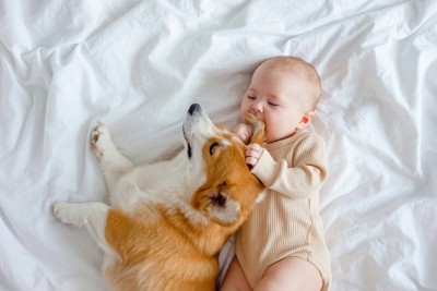 犬の耳を噛む赤ちゃん