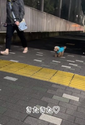 歩いてきたちびちゃん