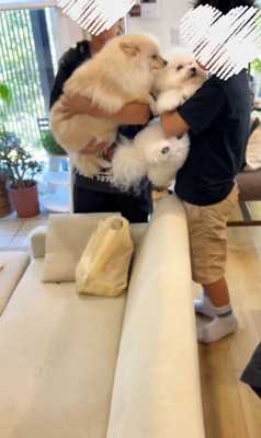 お兄ちゃんが帰宅時のエマくん&ハルくん7