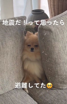 目をつぶるぽんちゃん