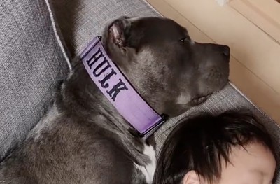薄っすら目を開けている犬
