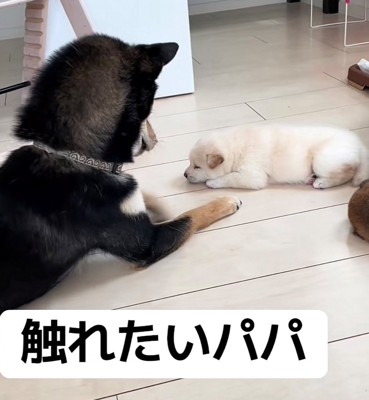 前足を伸ばしながら子犬を見つめる犬