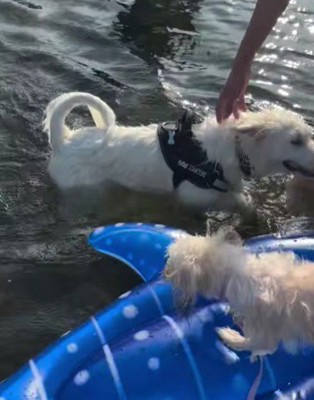 初めて川遊びに来たよ