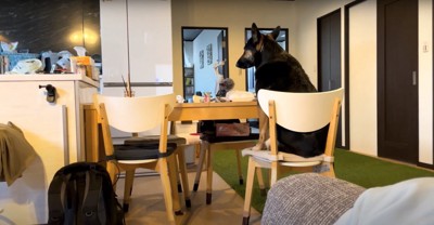 椅子に座ってカメラに背中を向ける犬