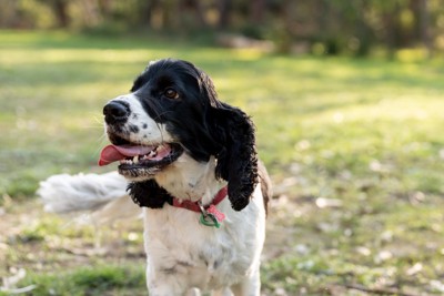 しっぽを横に振る、白黒の犬