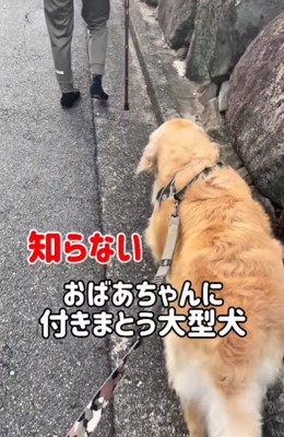 見知らぬおばあちゃんを発見