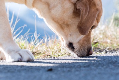 地面をみる犬