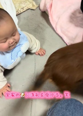 実家のワンコの洗礼を受ける赤ちゃん