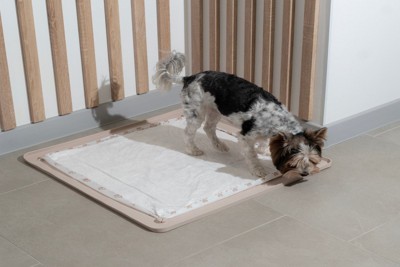 トイレ周りのにおいを嗅ぐ犬