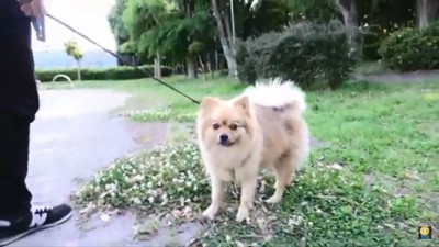 ポメラニアンのぽんきちくん