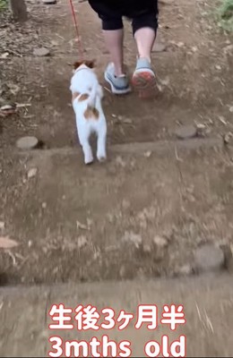 階段を駆け下りる子犬